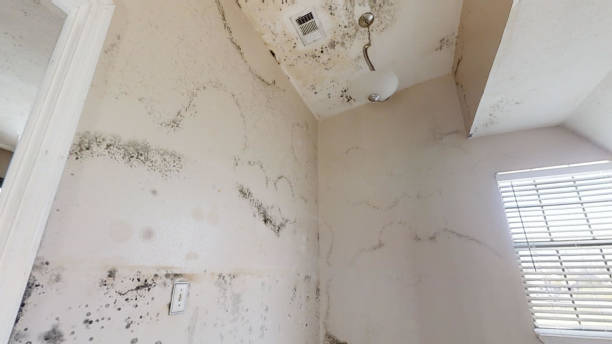 Best Mold Prevention Services  in Schoolcraft, MI