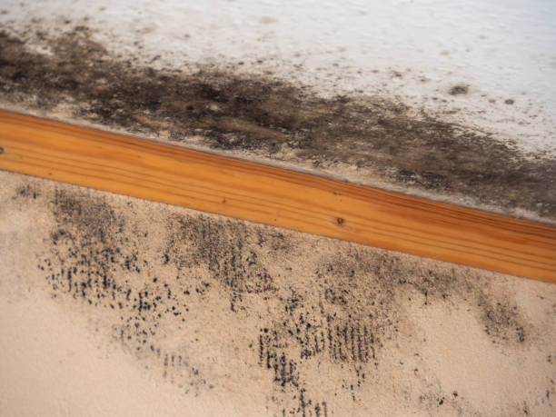 Best Mold Damage Restoration  in Schoolcraft, MI