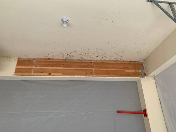 Best Emergency Mold Remediation  in Schoolcraft, MI